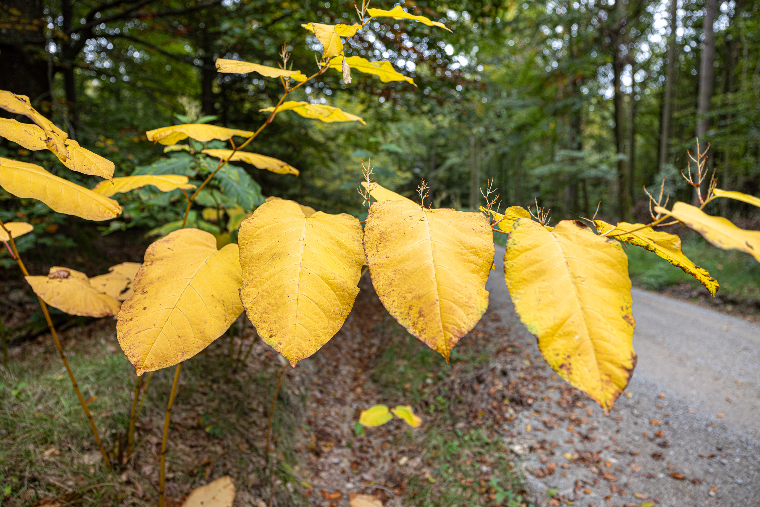 20231014122242 R5D 4074